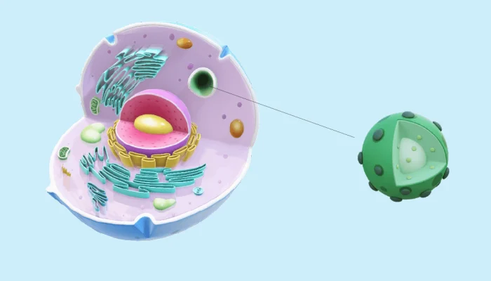 オルガネラ・イオンチャネル：生理学と疾患の門番